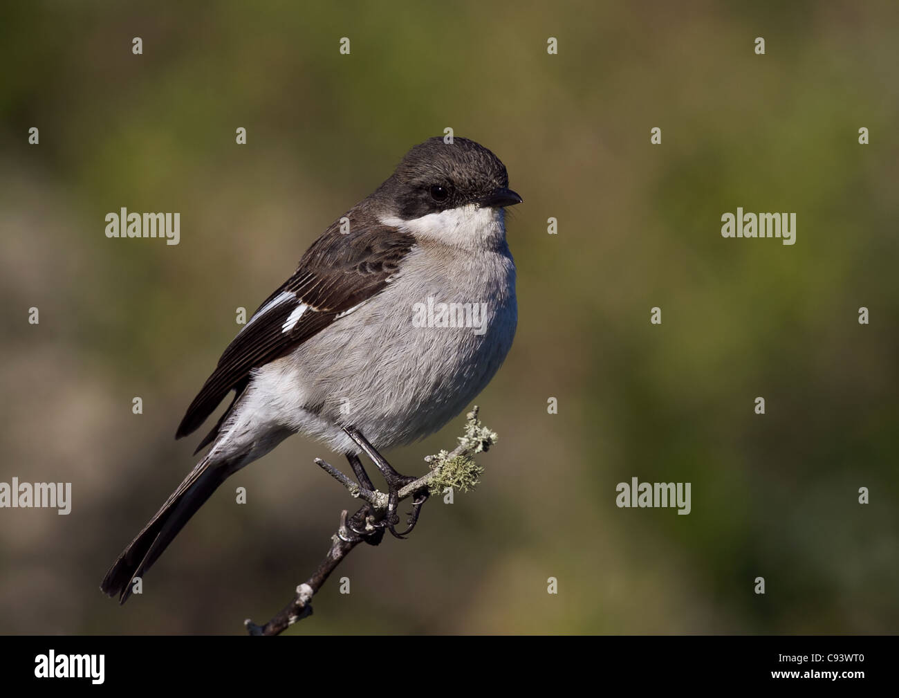 Fiscal Flycatcher, Sigelus Silens Stock Photo
