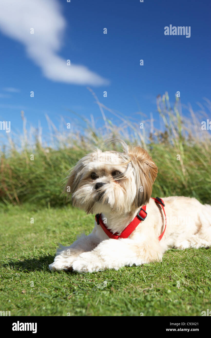 Small dog sitting on grass Stock Photo
