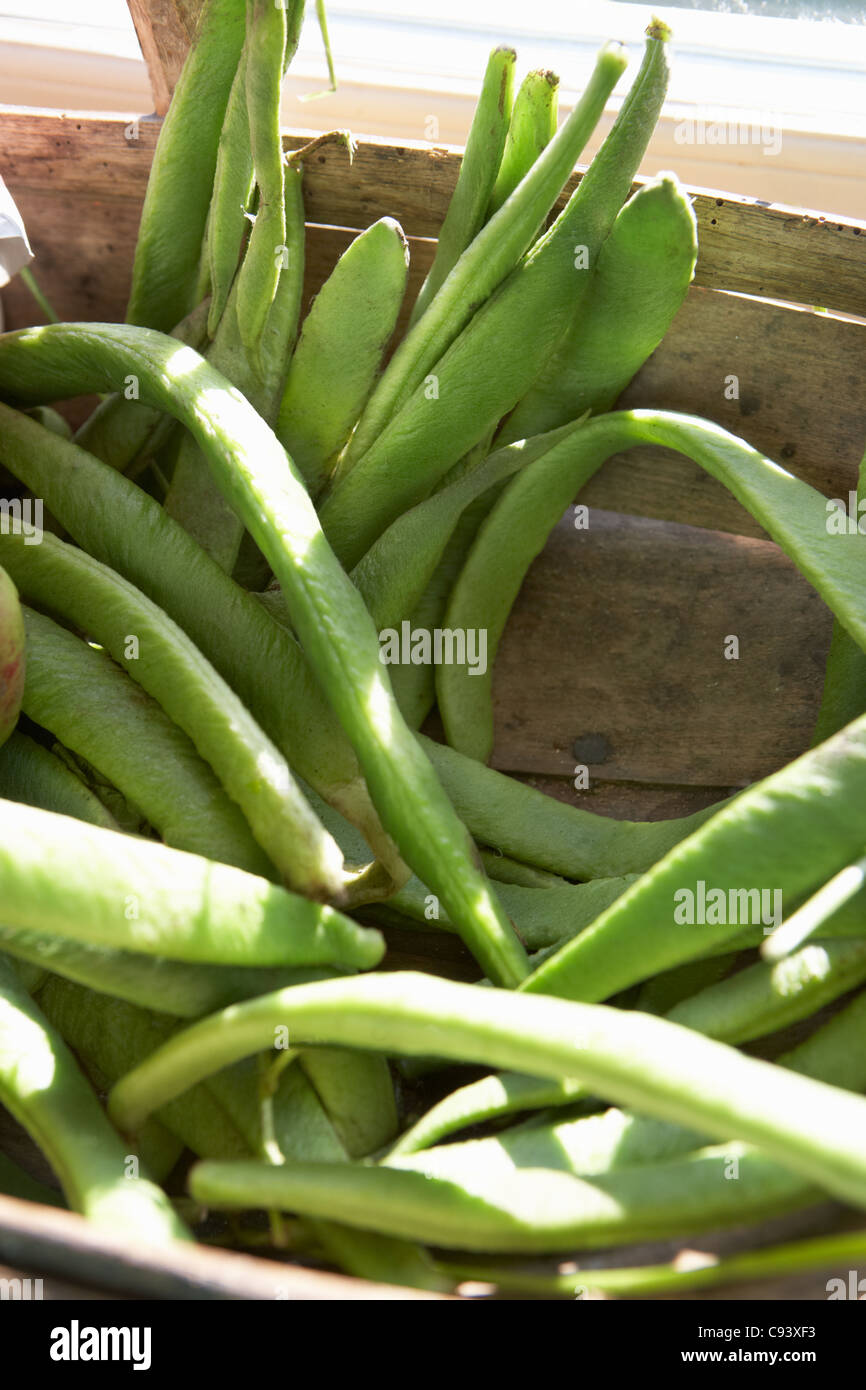 Close up basket of runner beans Stock Photo