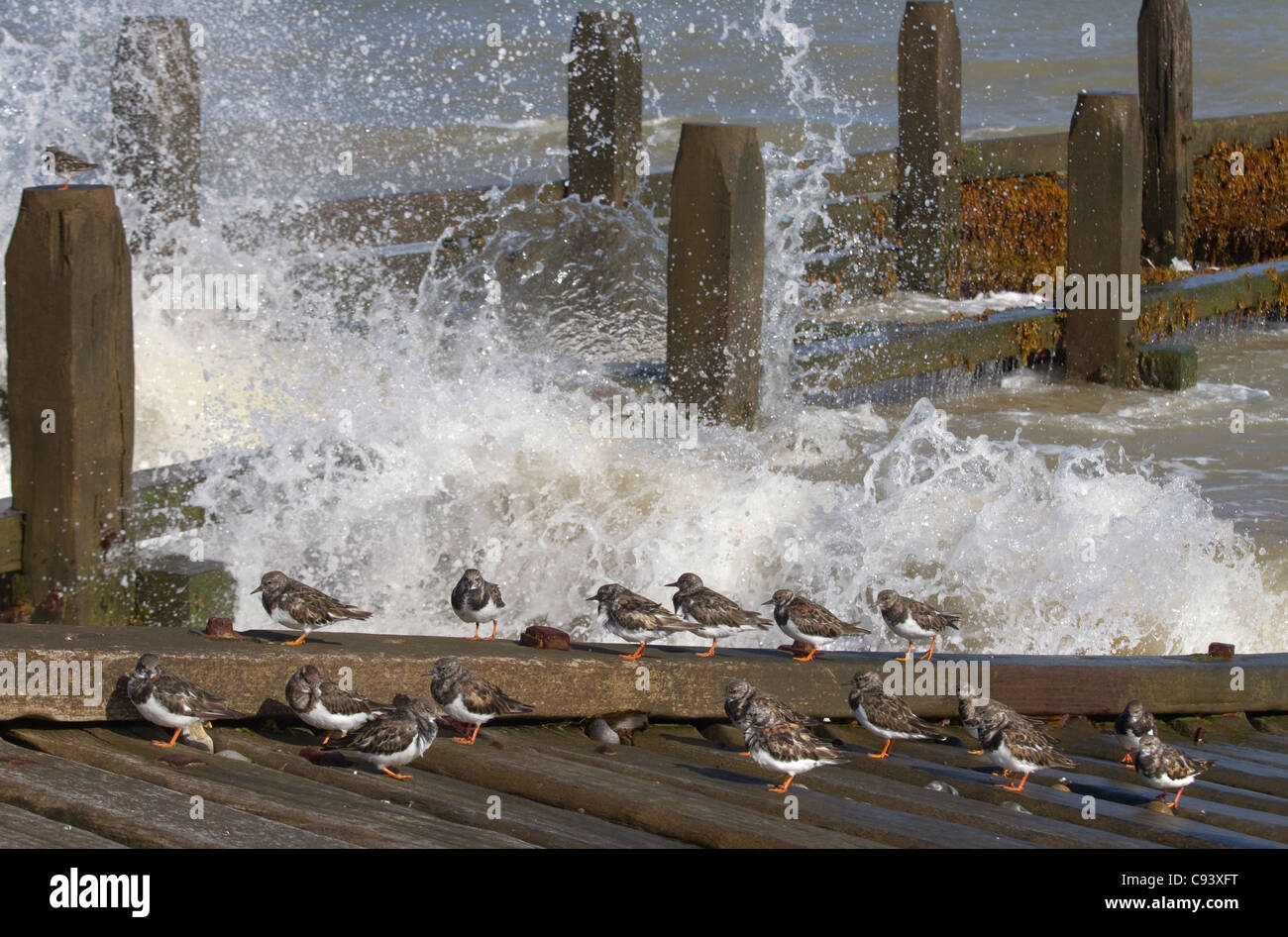 Turnstone Arenaria interpres flock on sea defences Stock Photo