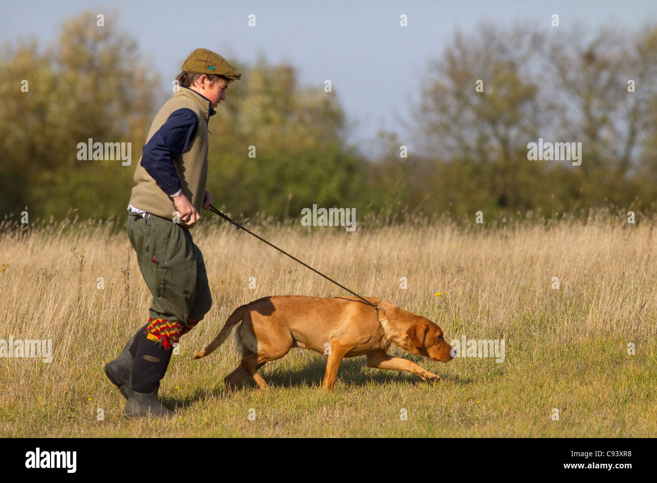 Boy with Yellow Labrador retrieving on pheasant shoot Stock Photo
