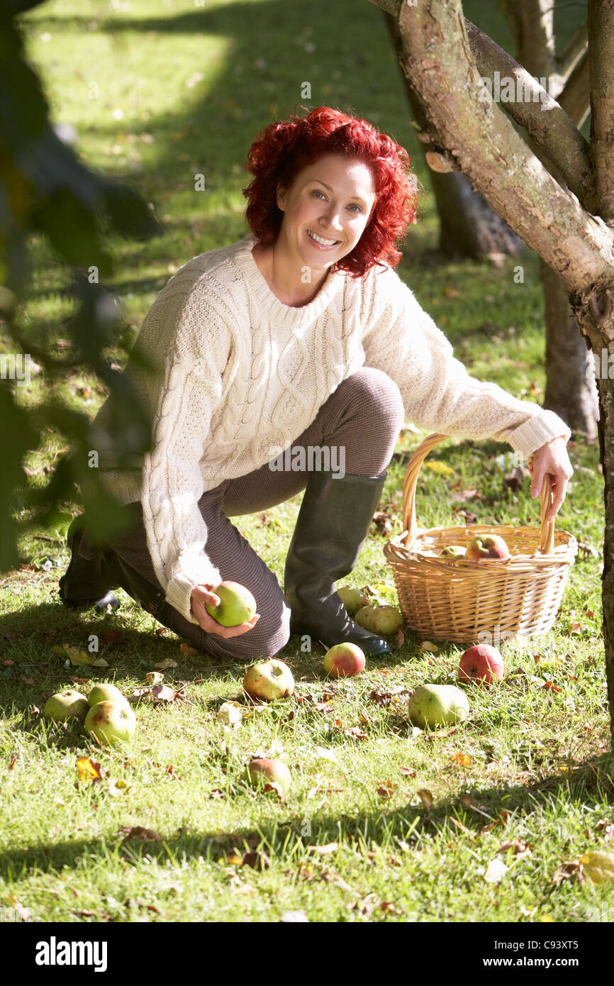 Woman collecting apples off the ground Stock Photo Alamy