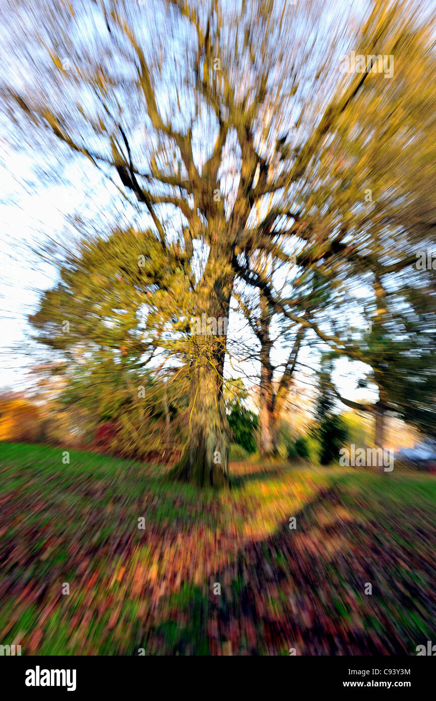 Autumn in a Glasgow park, while zooming in on a tree to imply motion-blur. Stock Photo