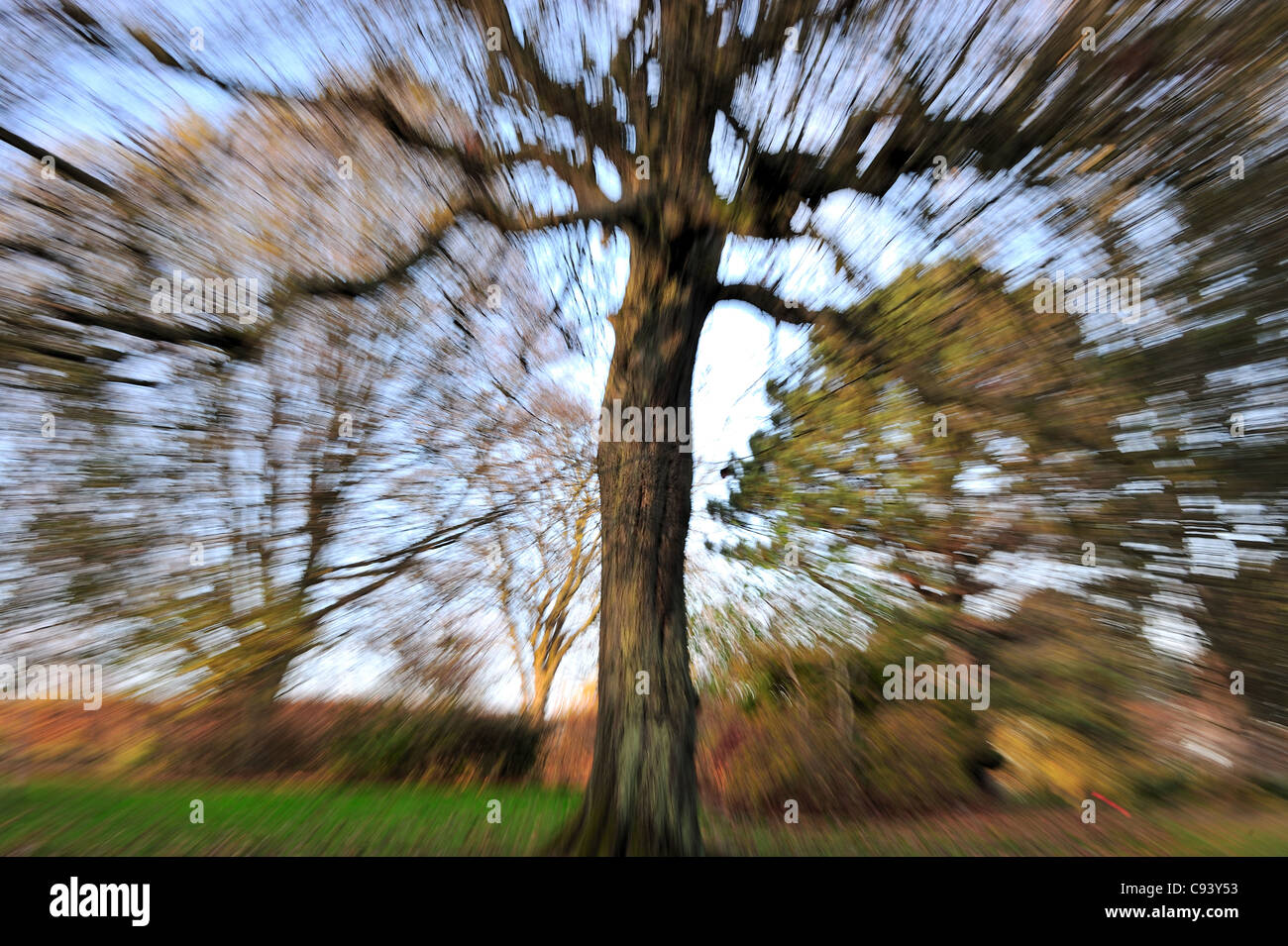 Autumn in a Glasgow park, while zooming in on a tree to imply motion-blur. Stock Photo