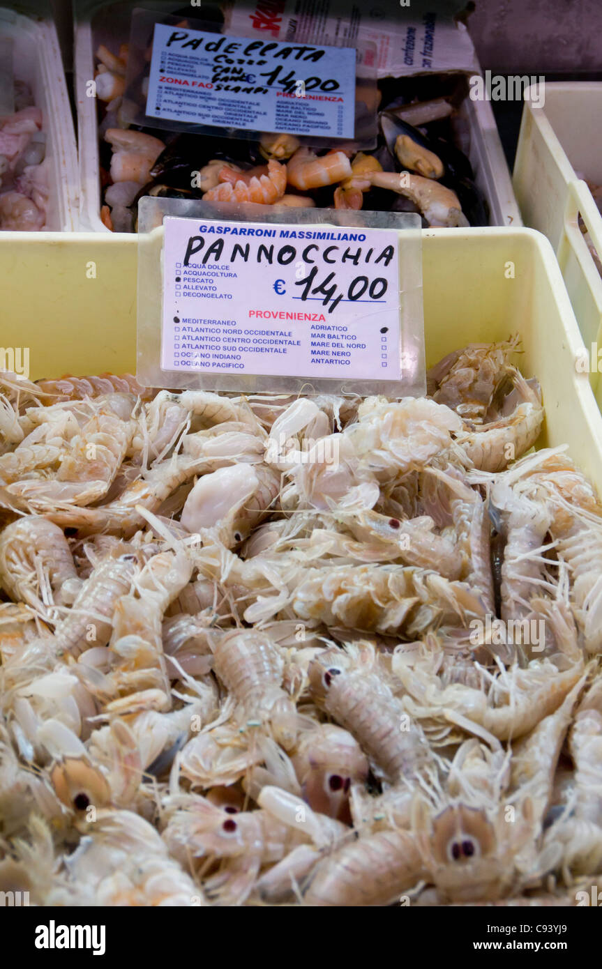 Mantis shrimps (Squilla mantis) for sale as Panocchia, local name, in