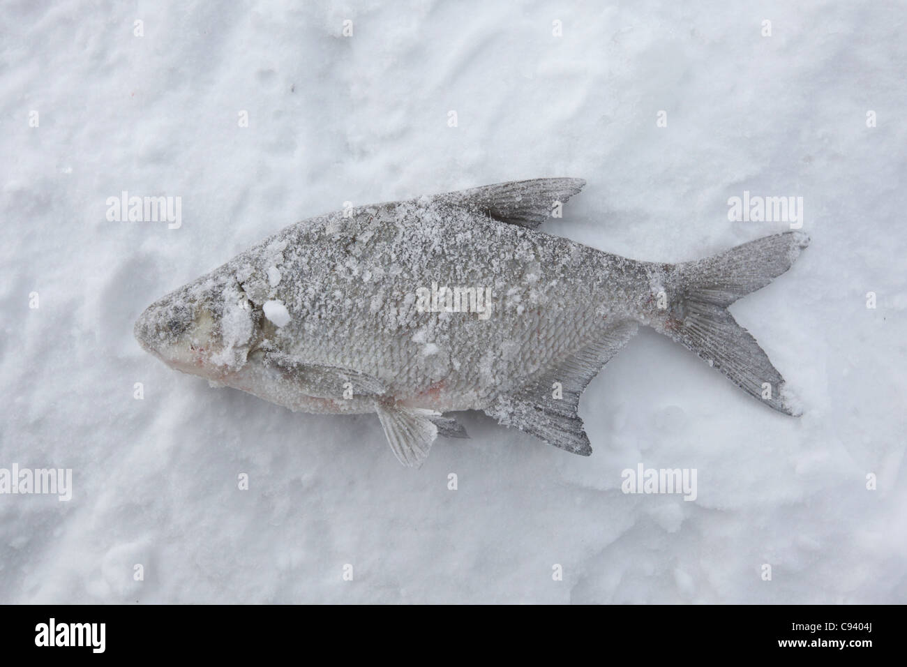 Common bream on the ice. Ice fishing at the Verkh-Isetsky Pond in Yekaterinburg, Russia. Stock Photo