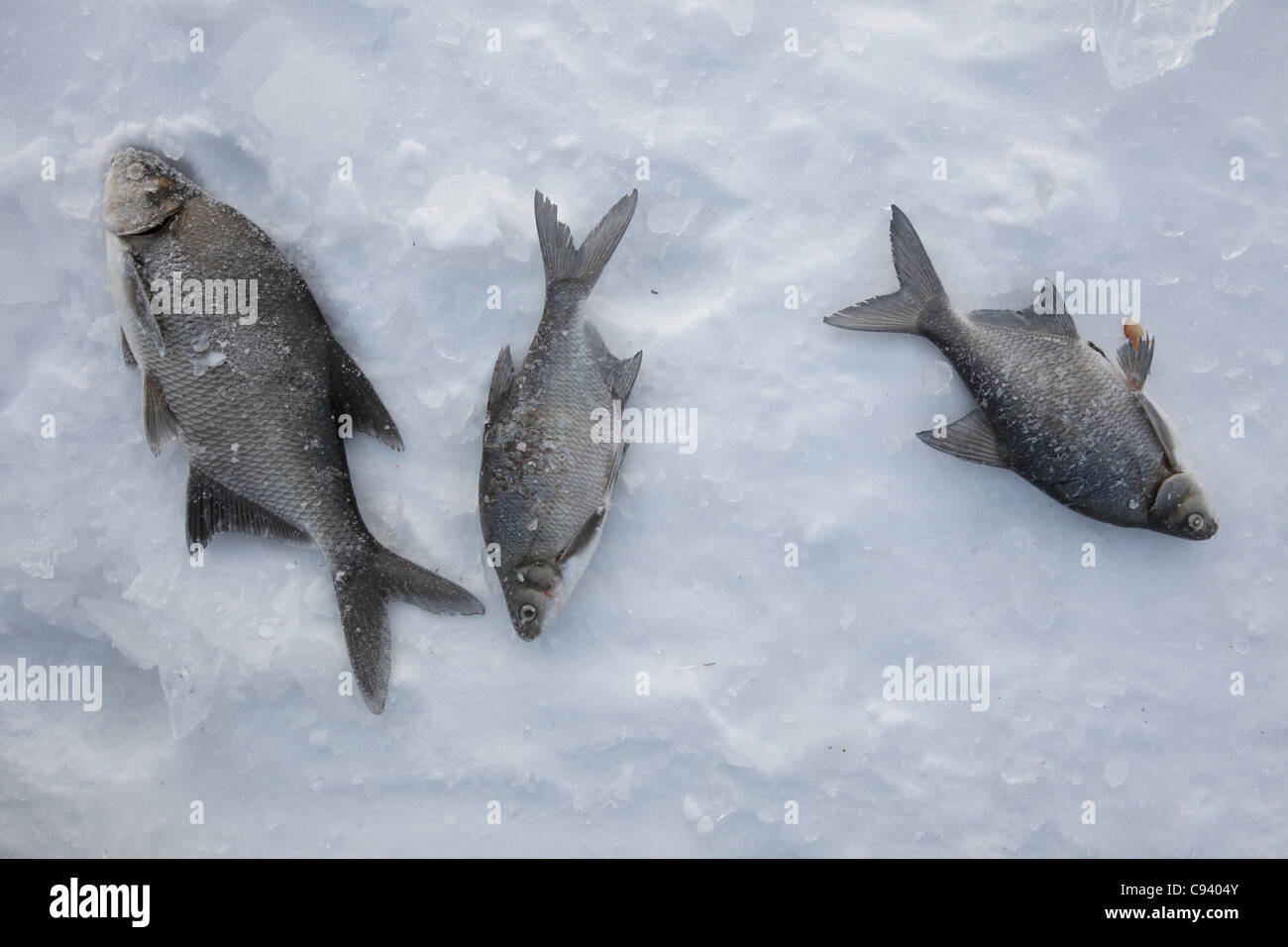 Common bream on the ice. Ice fishing at the Verkh-Isetsky Pond in Yekaterinburg, Russia. Stock Photo
