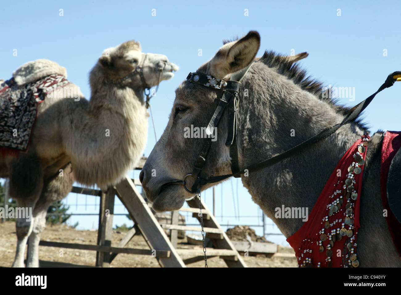 Donkey Camel High Resolution Stock Photography And Images Alamy