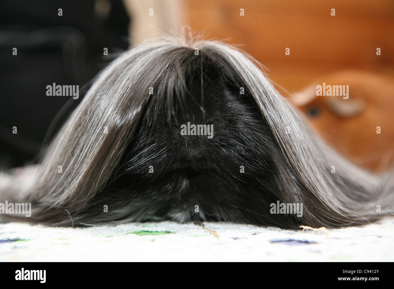 Long Hair Guinea Pig Cavia Porcellus Stock Photo 40041315 Alamy