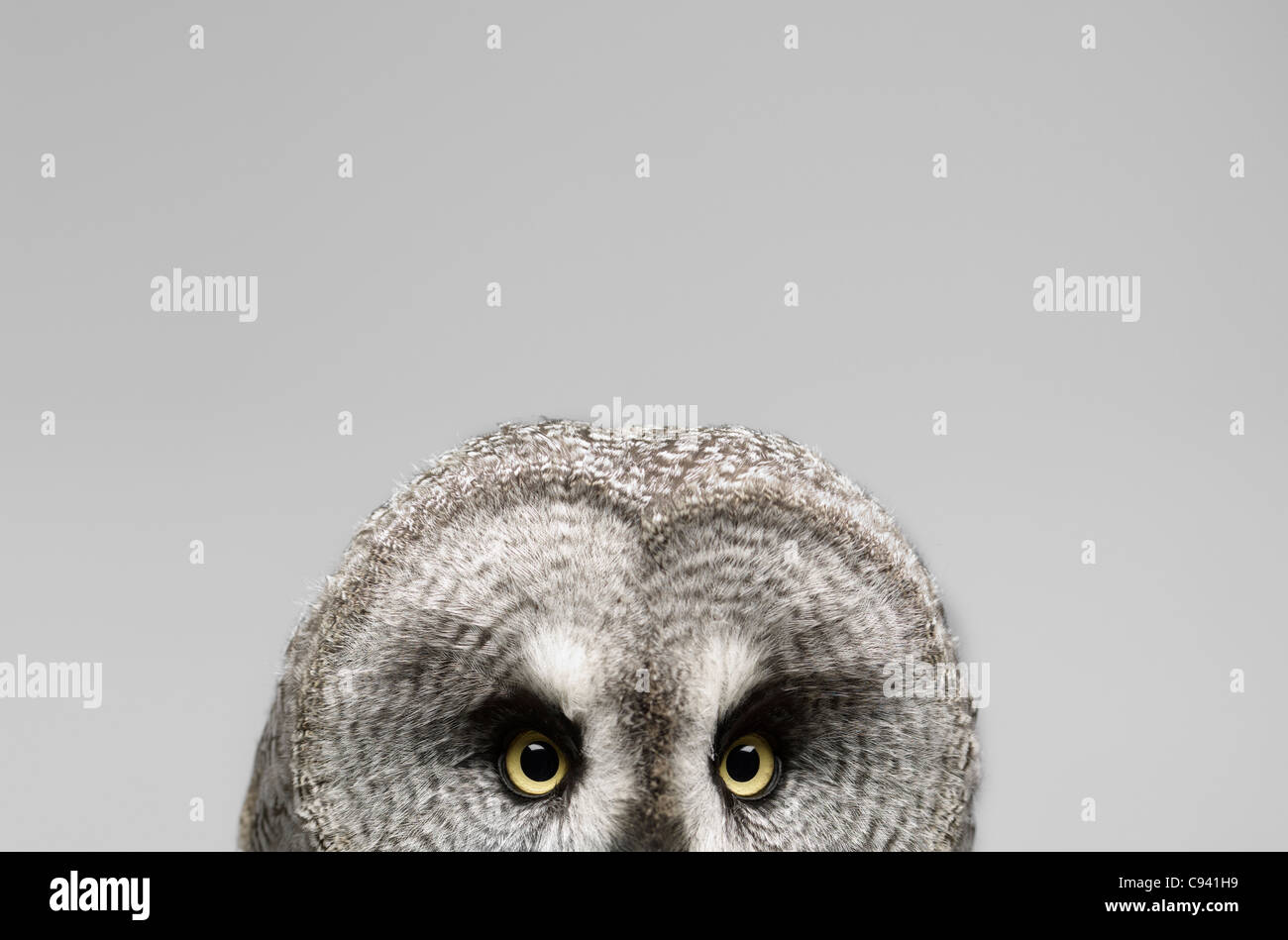 Great Grey Owl on a light gray background Stock Photo