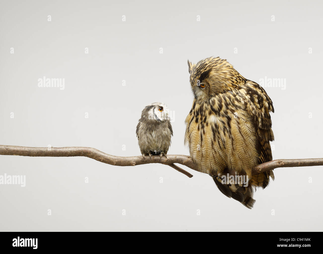 Scops and Eagle Owls sitting together on a branch looking at each other Stock Photo