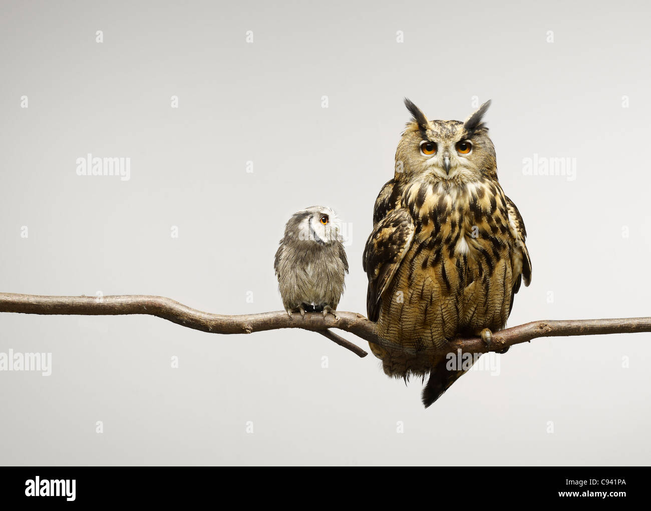 Scops and Eagle Owls sitting together on a branch Stock Photo