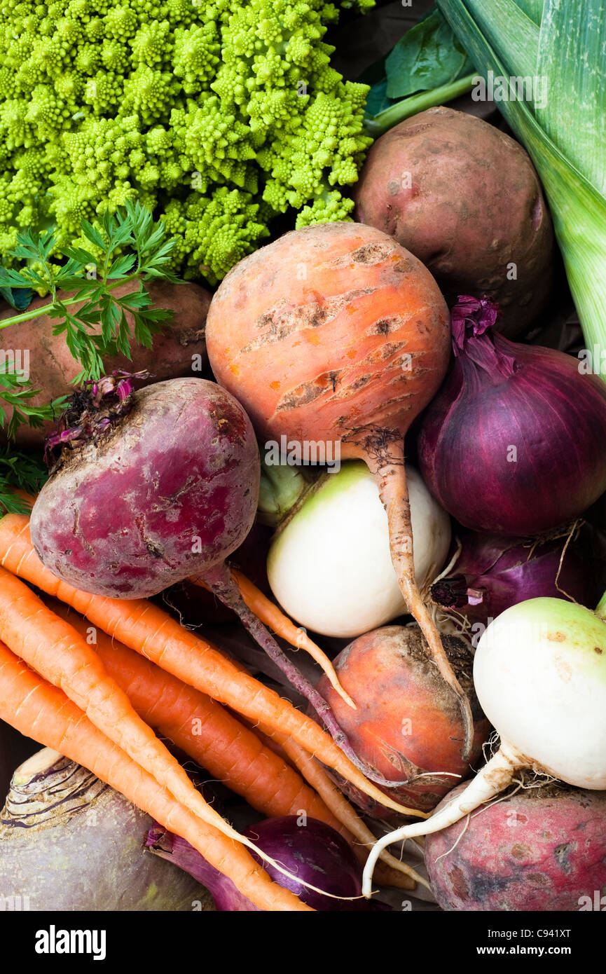 Mixed vegetables turnips, carrots, swede, potatoes, beetroots, red onions, leek and Roman