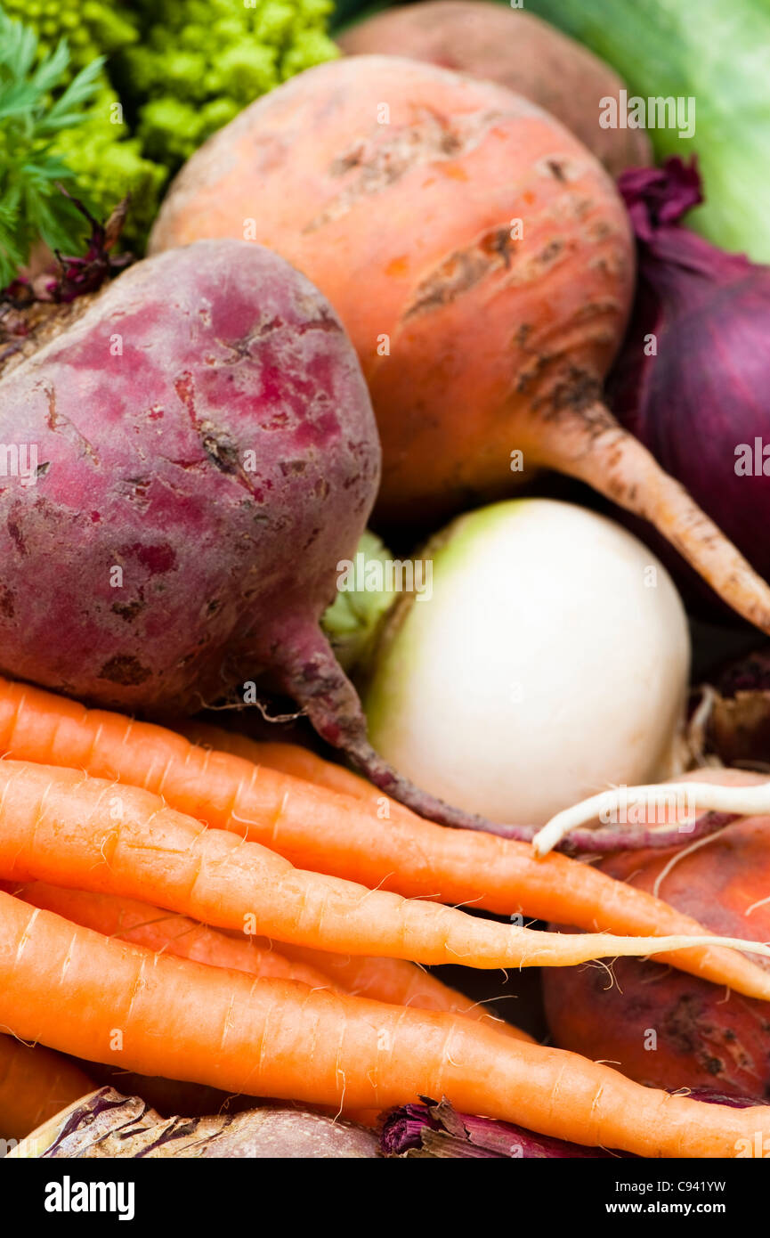 Mixed vegetables: turnip, carrots, swede, beetroots and red onion Stock Photo