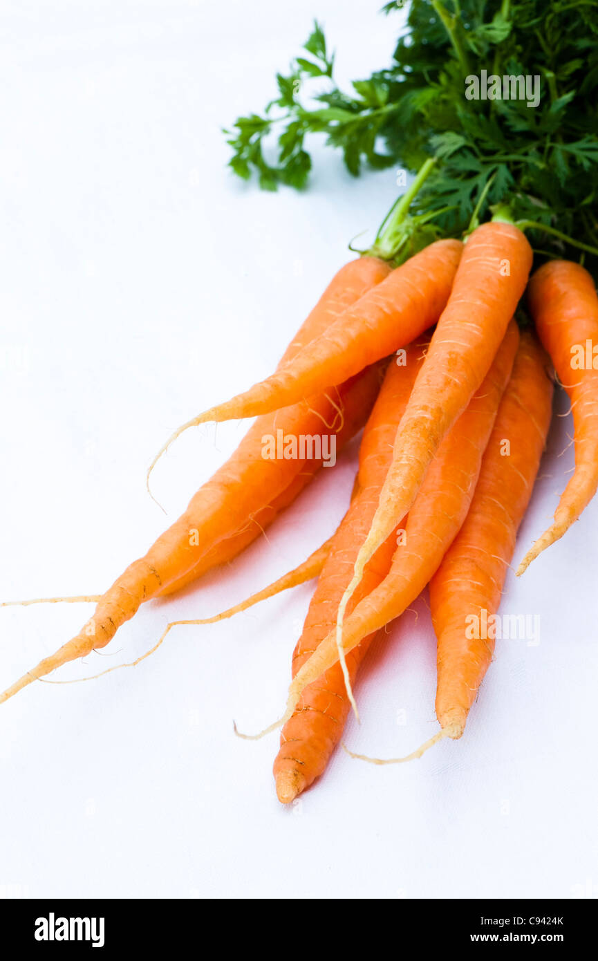 Carrot, Daucus Carota var. sativus Stock Photo
