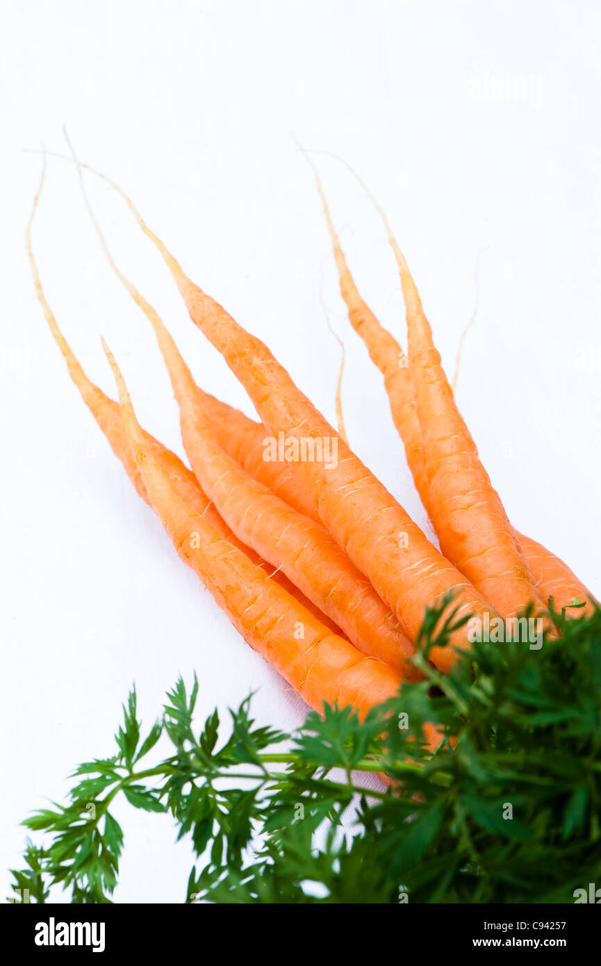 Carrot, Daucus Carota var. sativus Stock Photo