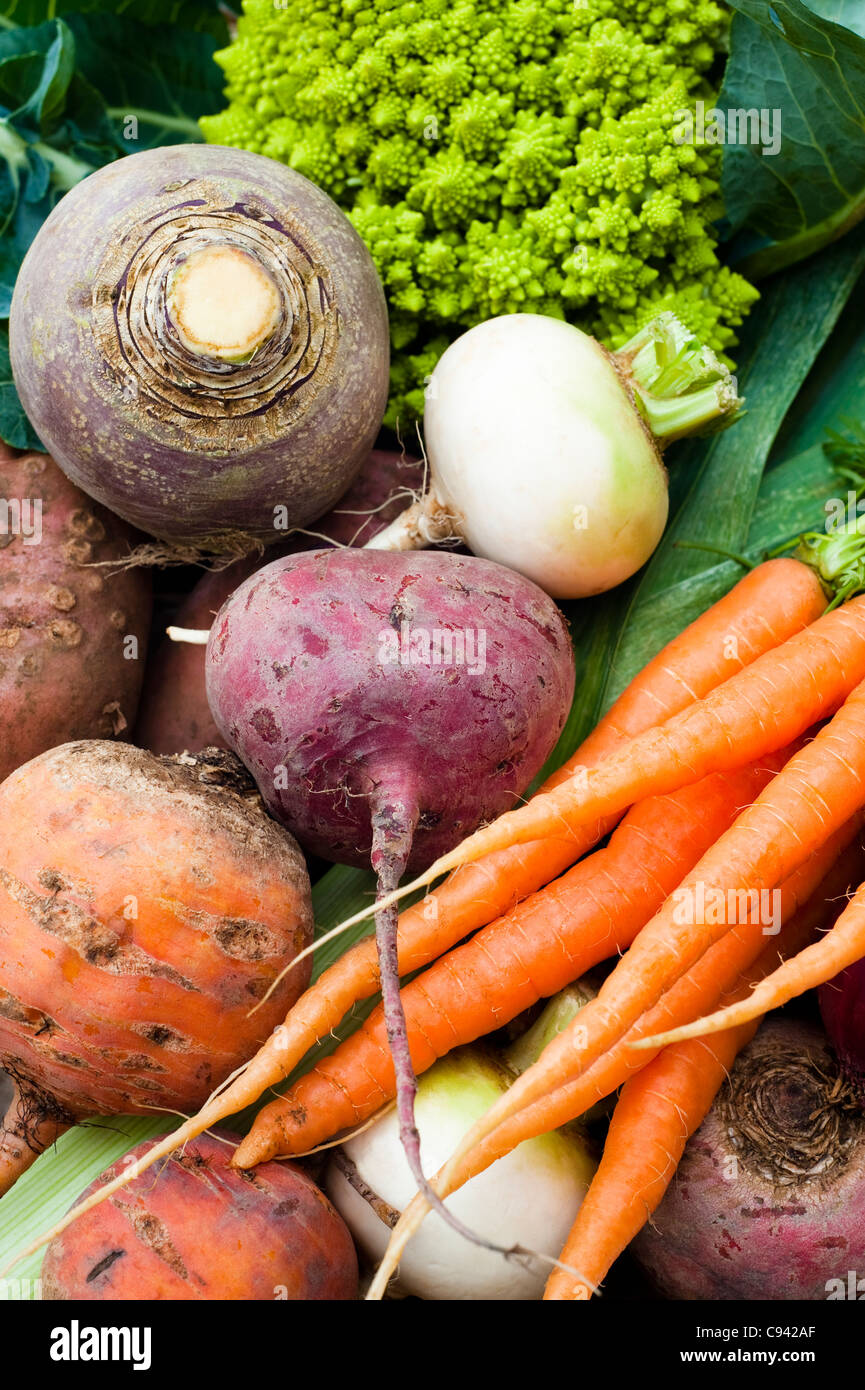 Mixed vegetables: turnips, carrots, potatoes, beetroots, swede, leek and Roman cauliflower Stock Photo