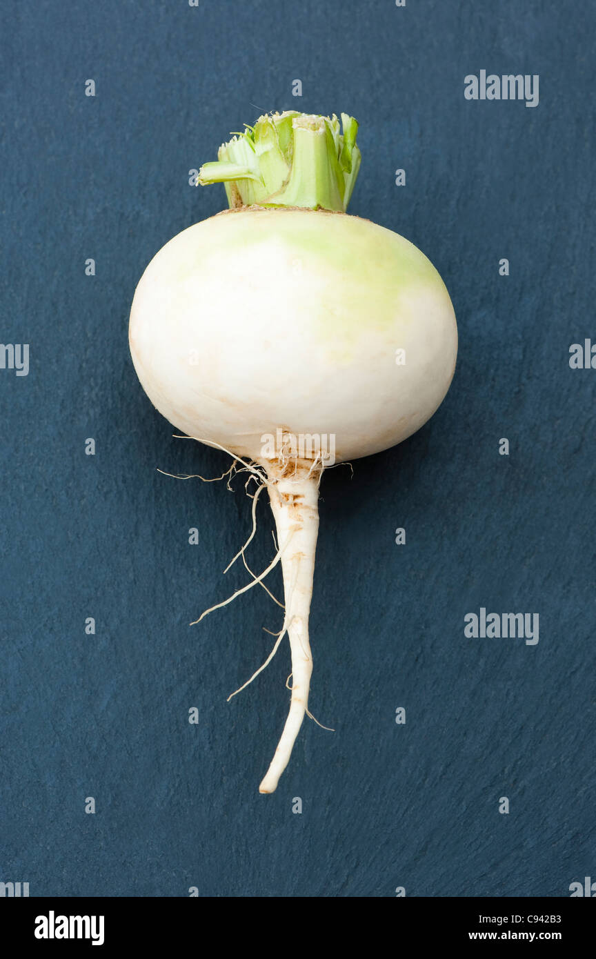 Turnip, Brassica rapa Stock Photo Alamy