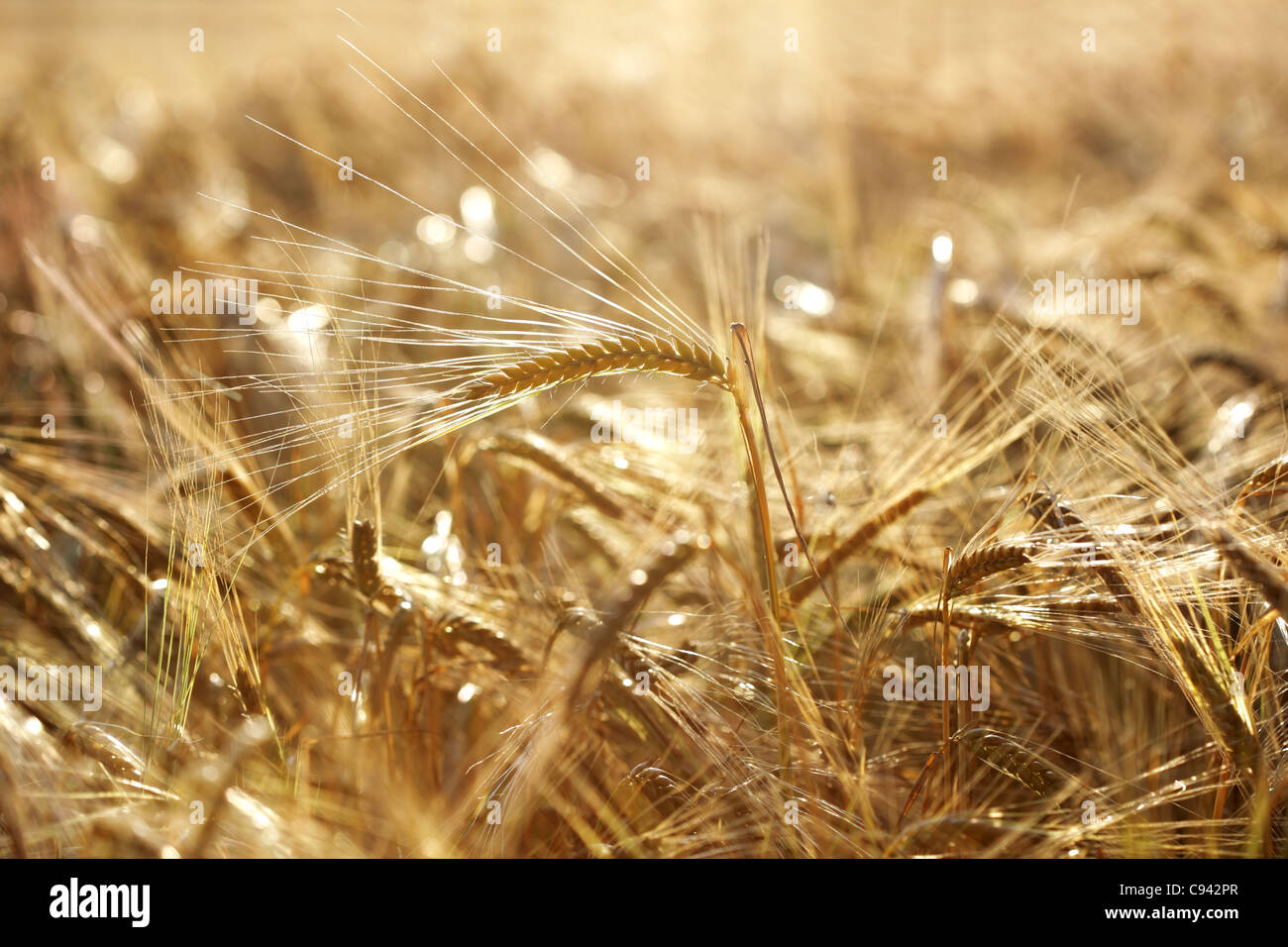 Golden wheat field Stock Photo