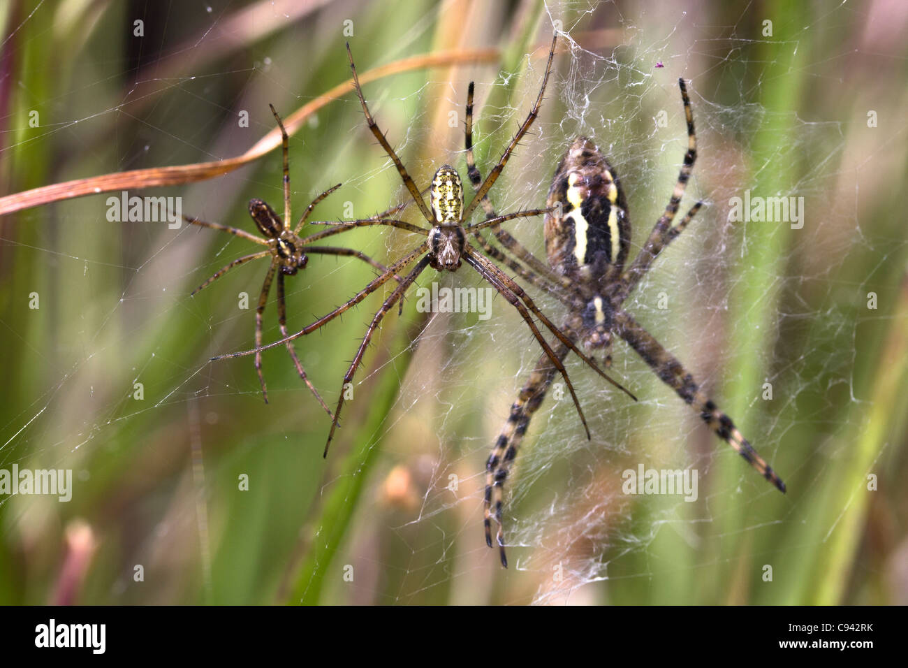 Male and female wasp spiders (Argiope bruennichi) preparing to mate. Dorset, UK. Stock Photo