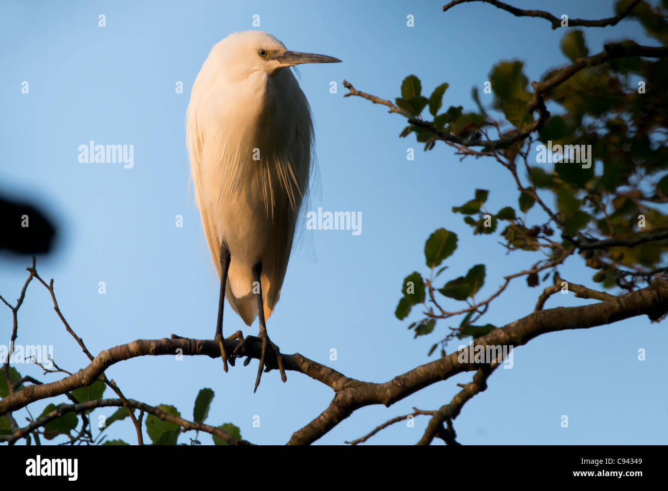 Little egret (Egretta garzetta) roosting at dusk. Stock Photo