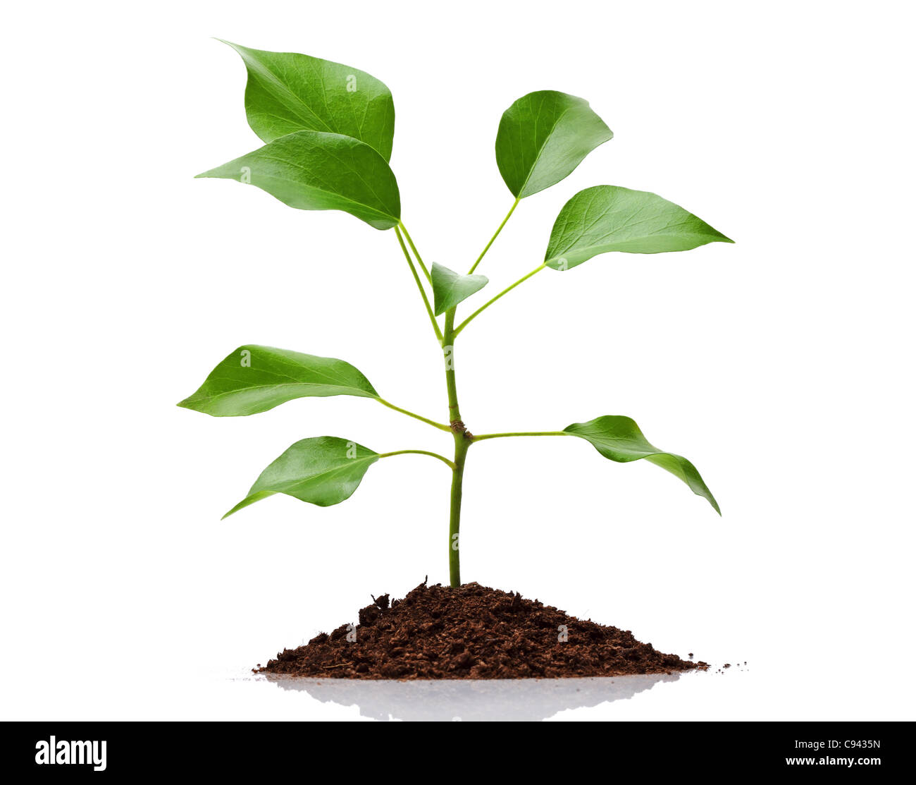 New life Stock Photo