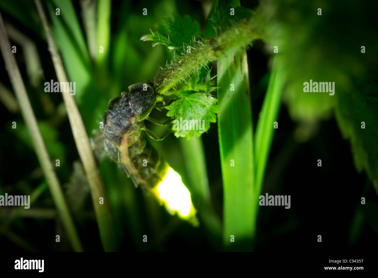 Female glow worm (Lampyris noctiluca) at night Stock Photo Alamy