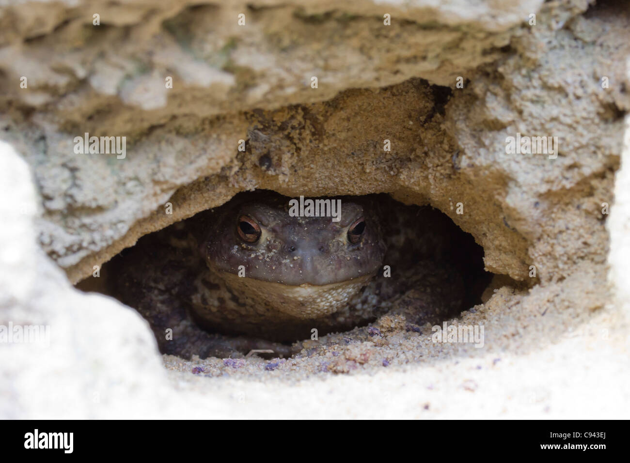 Common toad (Bufo bufo) in a hole. Stock Photo