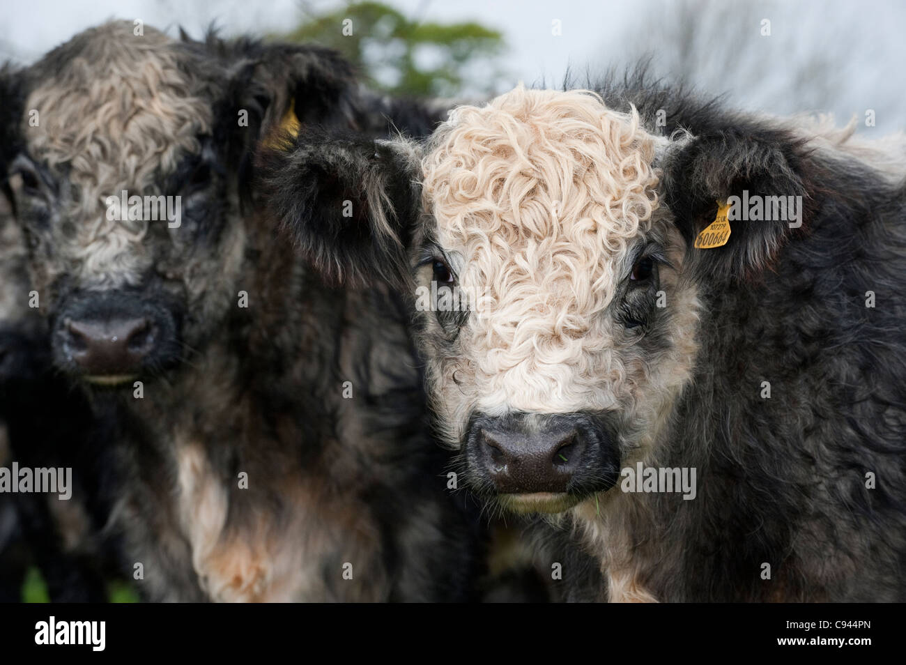 Herd of Blue-gray crossbred steers. White Shorthorn X Galloway. Stock Photo