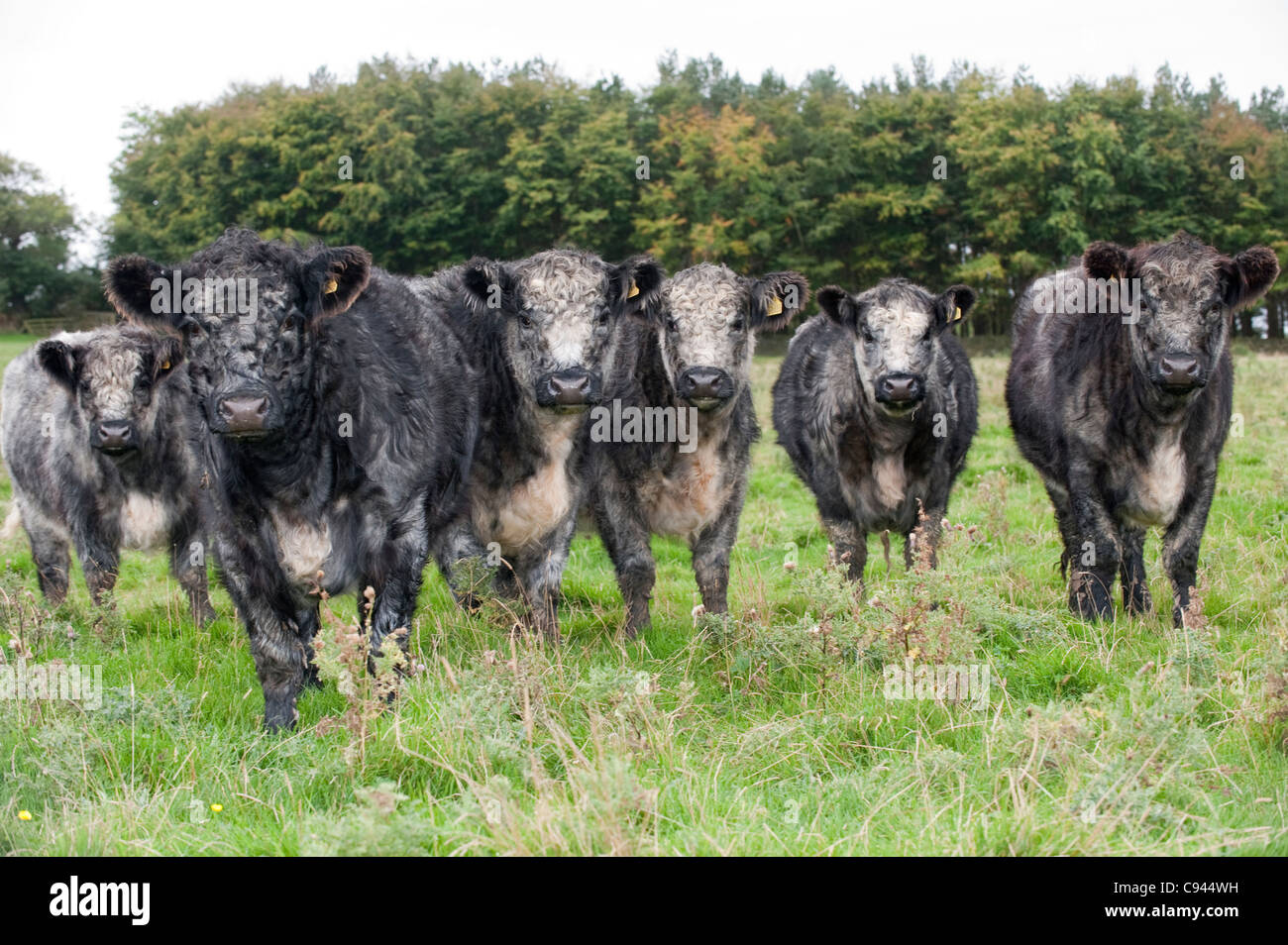Herd of Blue-gray crossbred heifers. White Shorthorn X Galloway. Stock Photo