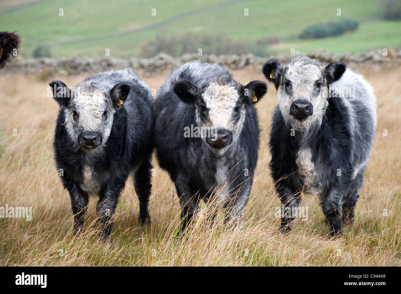 Galloway Cattle