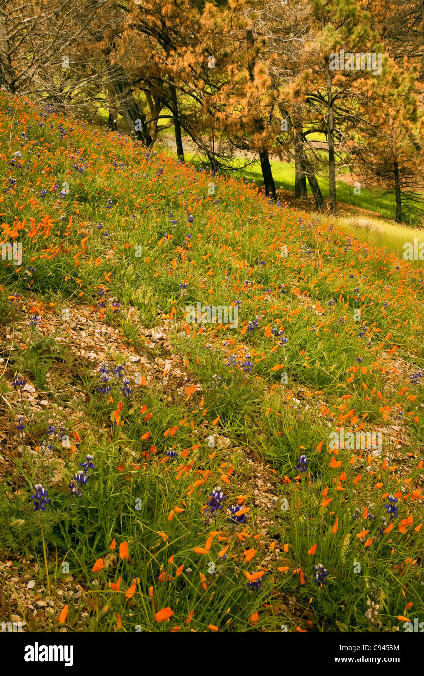 CALIFORNIA - Poppies and lupine blooming on a hillside along the