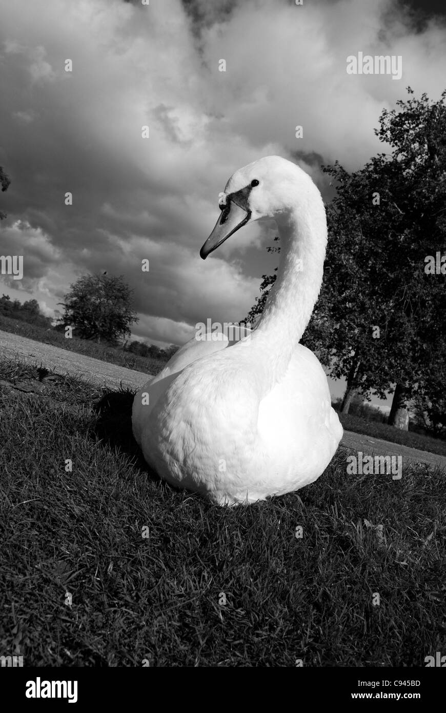 Swans feathers Black and White Stock Photos & Images - Alamy
