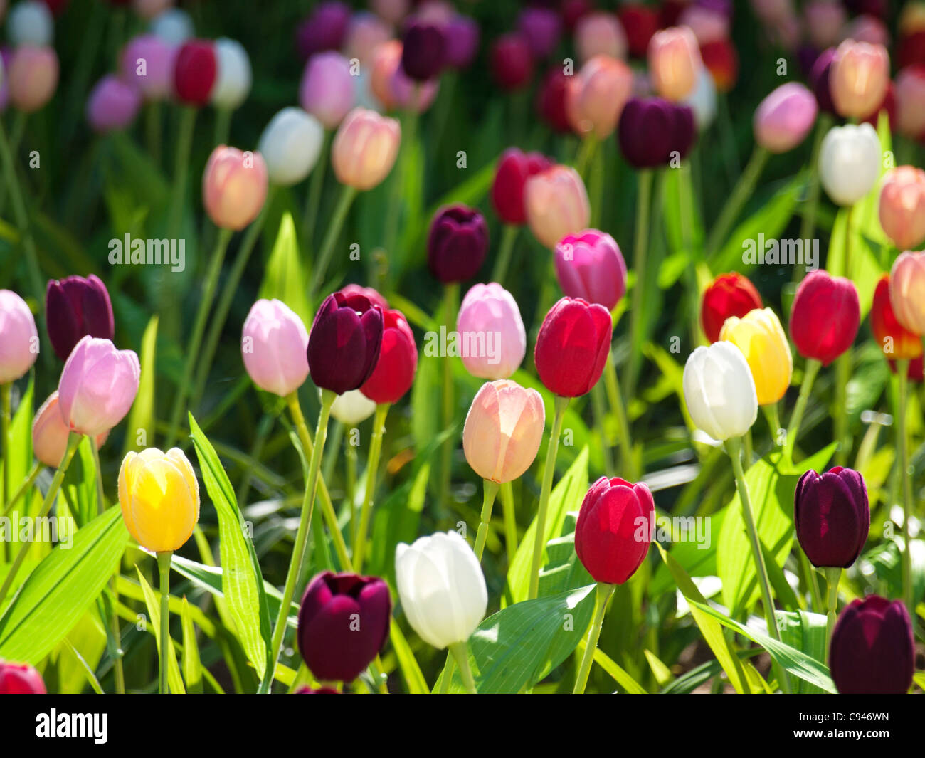Field of tulips Stock Photo - Alamy