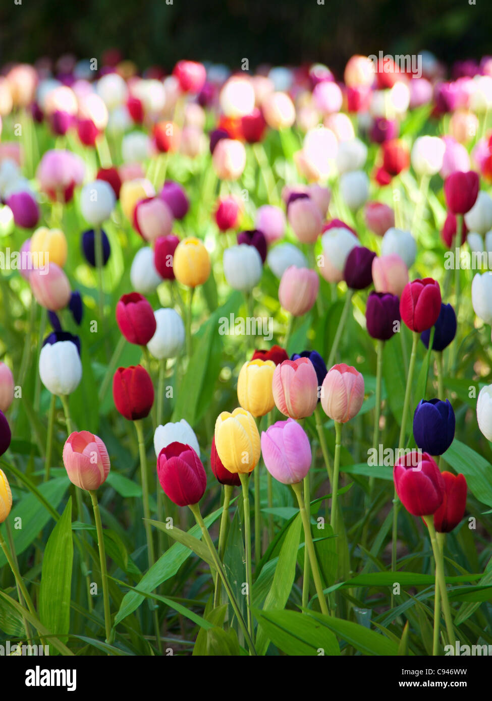Field of tulips Stock Photo - Alamy