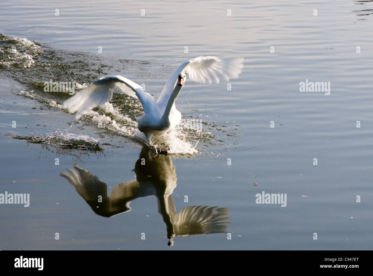 White swan landing on water Stock Photo