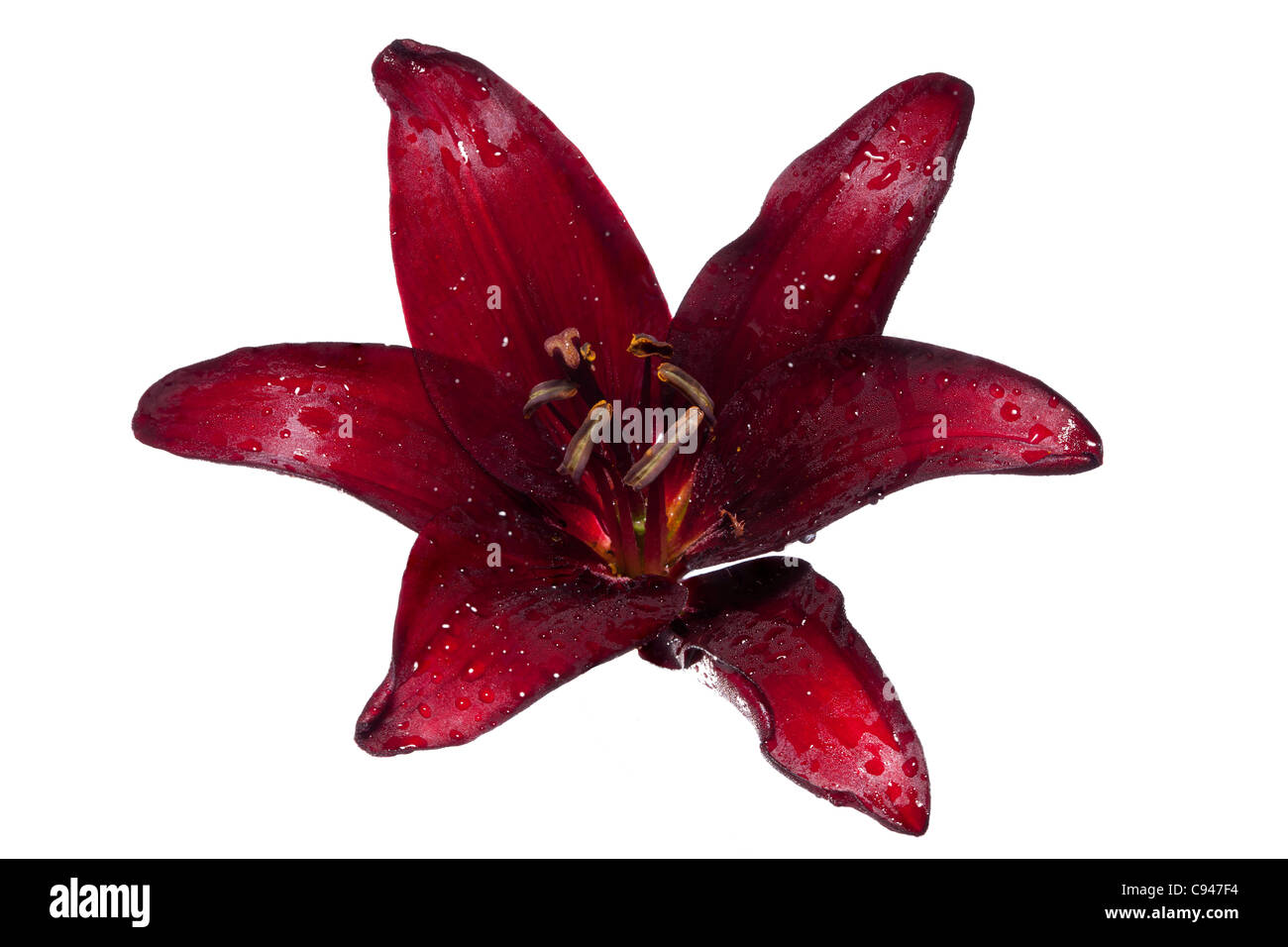 Black Asiatic Garden Lily (Lilium landini) Stock Photo