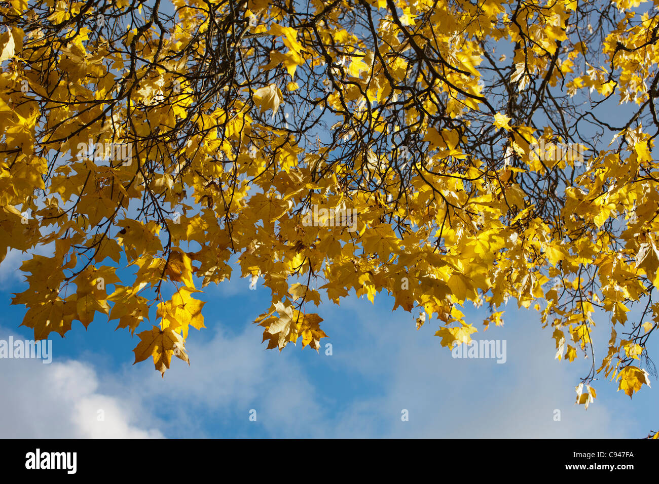 Oak, Ek (Quercus robur) Stock Photo