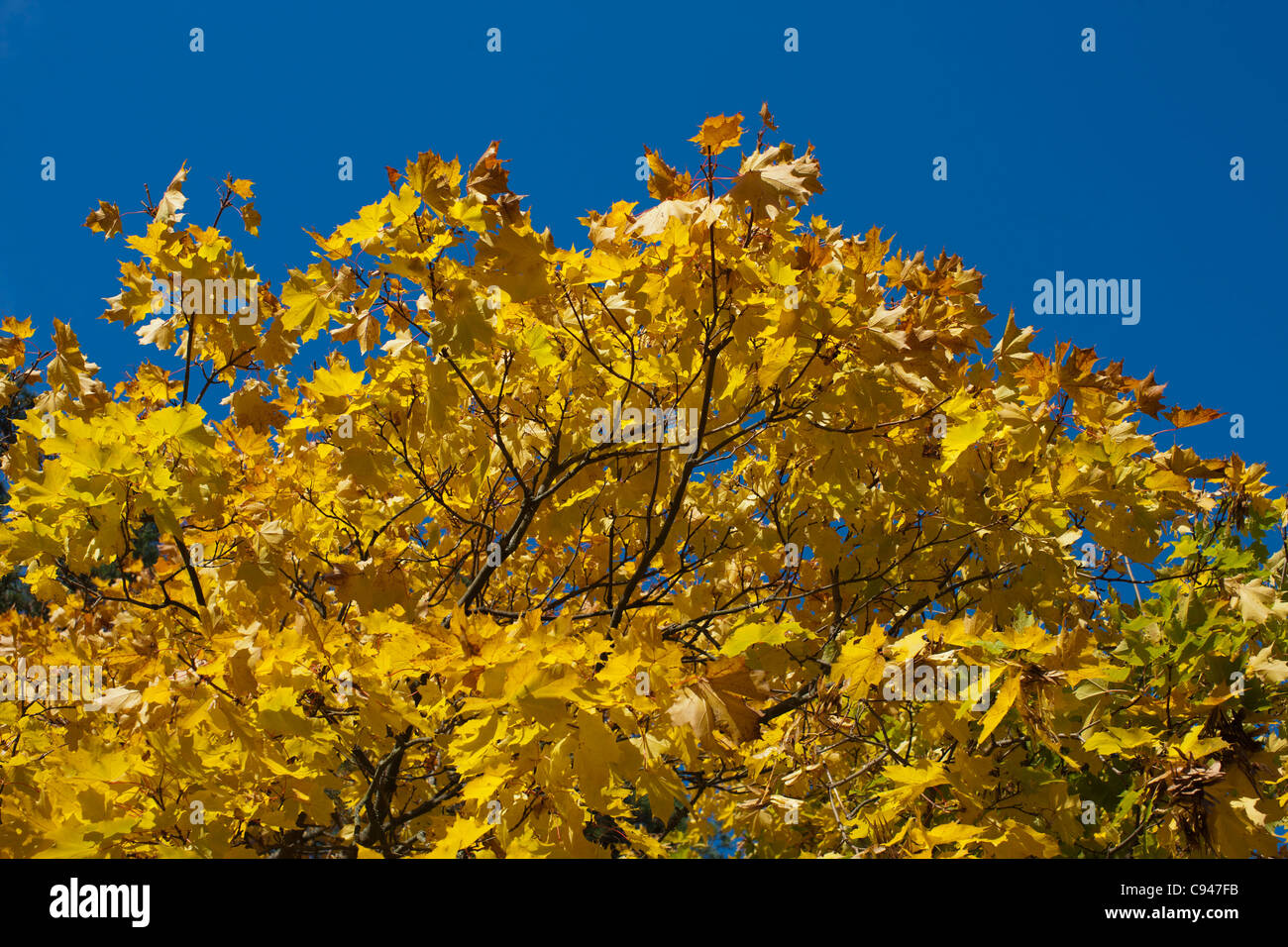 Oak, Ek (Quercus robur) Stock Photo
