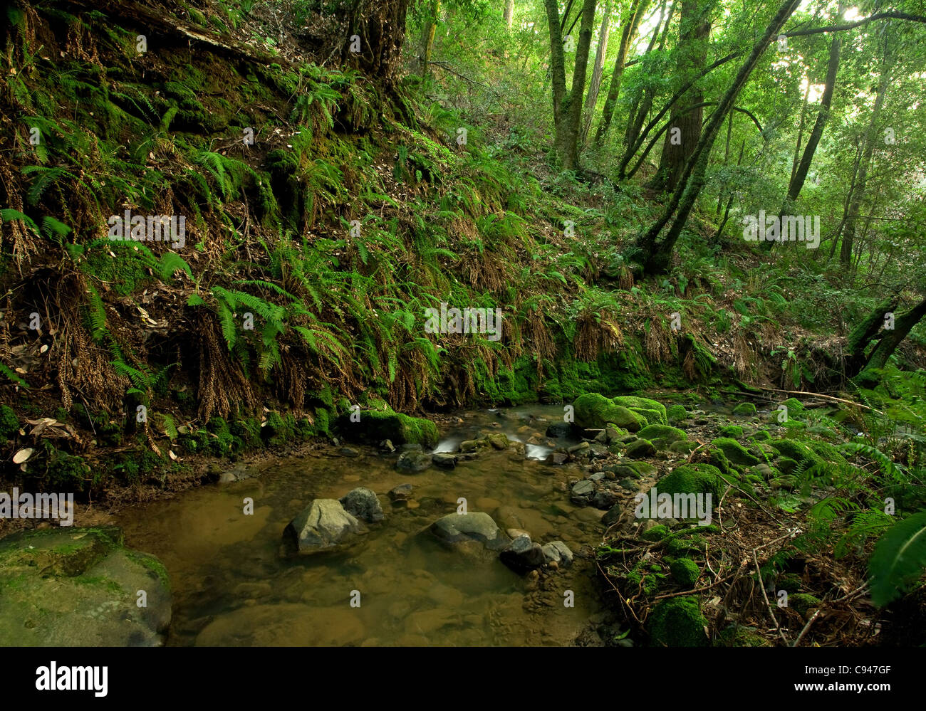 A remote prehistoric rain forest with large ferns, located in California Stock Photo