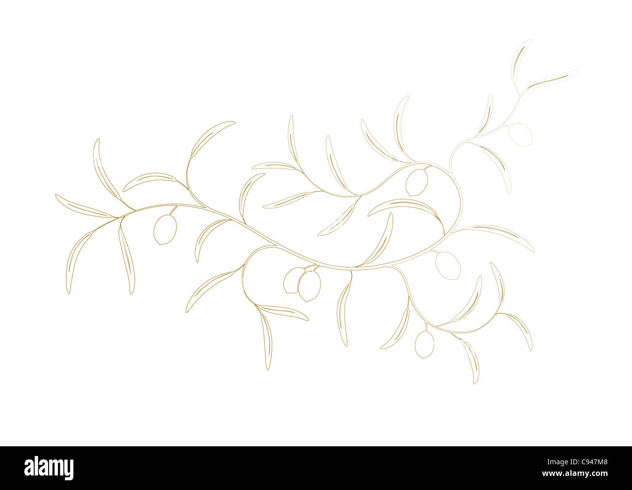 illustration of simple Olive branch three with green olives Stock Photo ...