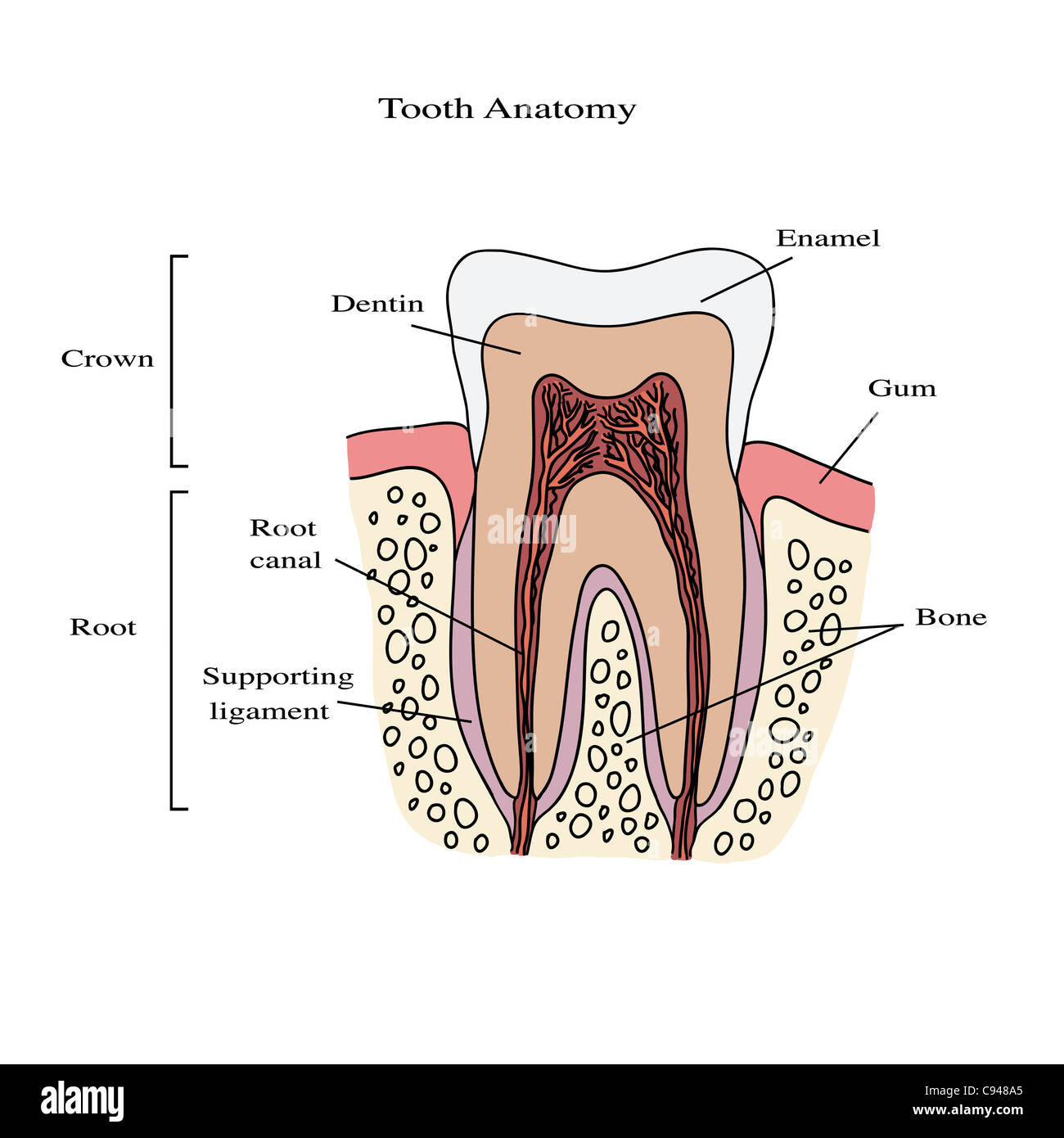 Human tooth anatomy illustration Stock Photo