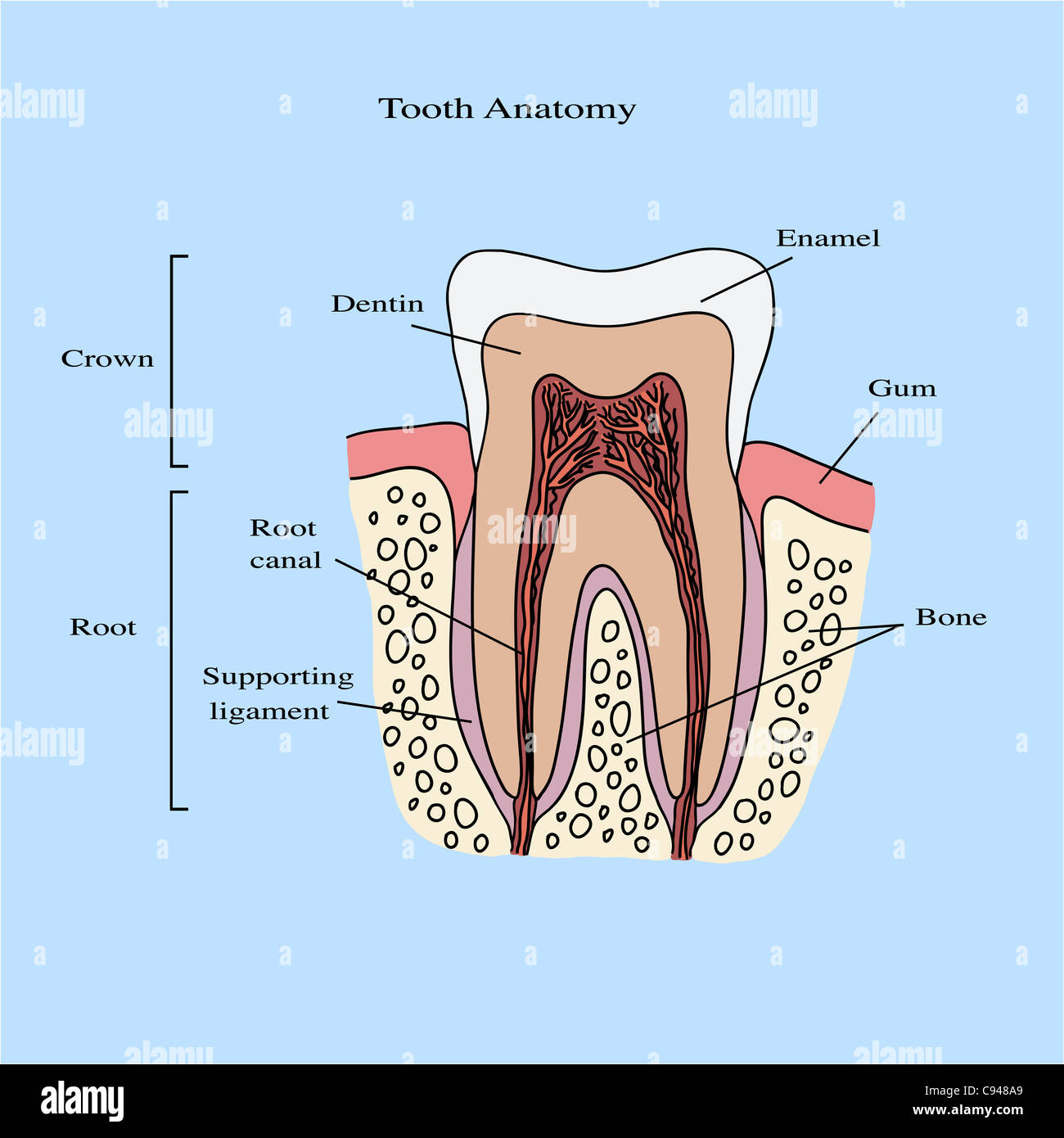 Human tooth anatomy illustration Stock Photo