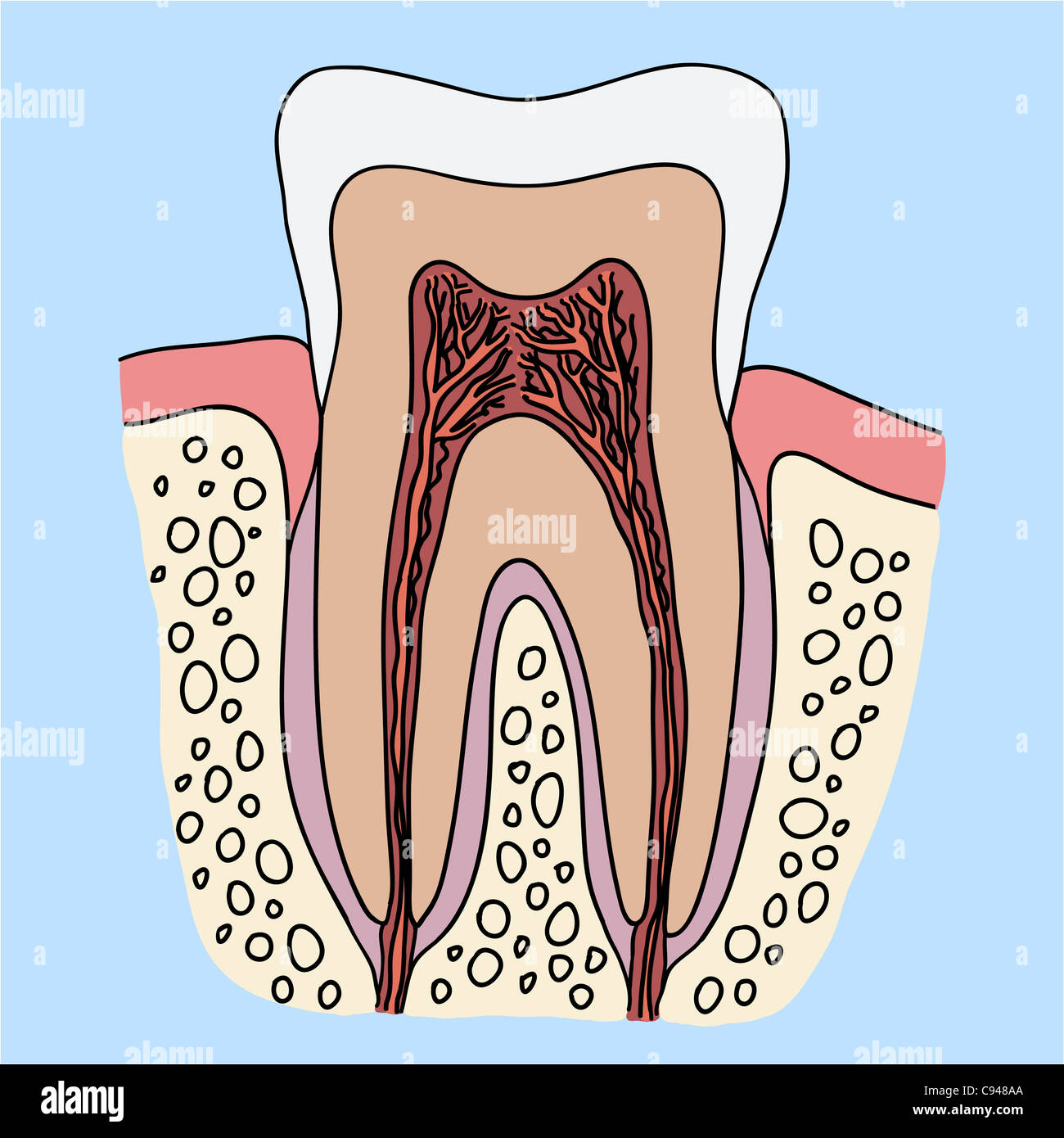 Human tooth anatomy illustration Stock Photo Alamy