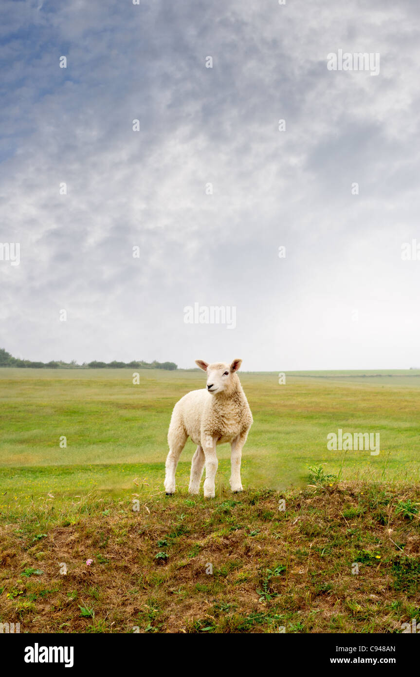 A young lamb standing on a hillock in a field, looking into the distance. Stock Photo