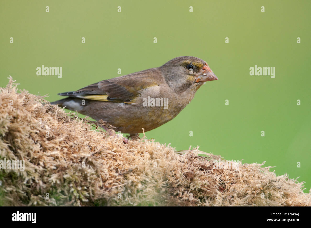 Greenfinch close up perched on a moss covered log Stock Photo