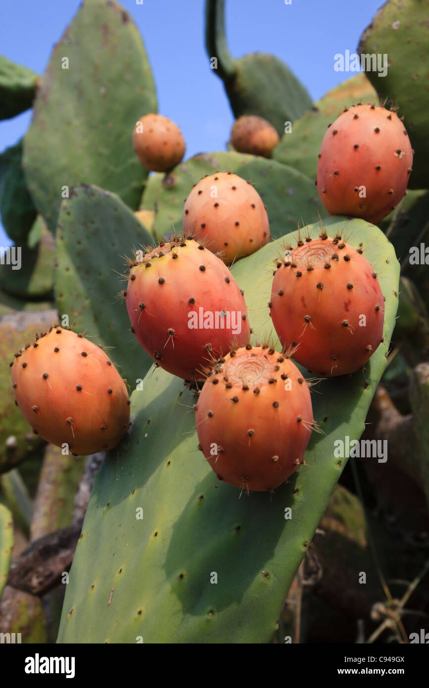 Pink fruit of the prickly pear cactus hires stock photography and