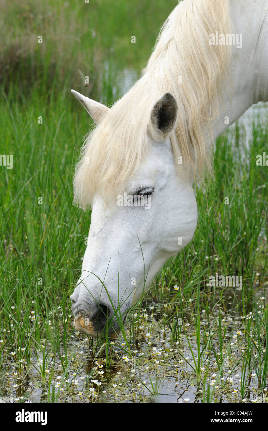 Camargue horse feeding on plants in a swamp area, Camargue, France Stock Photo