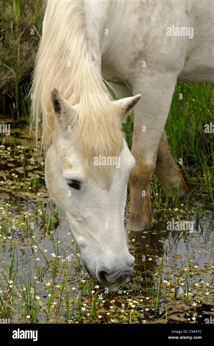 Camargue horse feeding on plants in a swamp area, Camargue, France Stock Photo