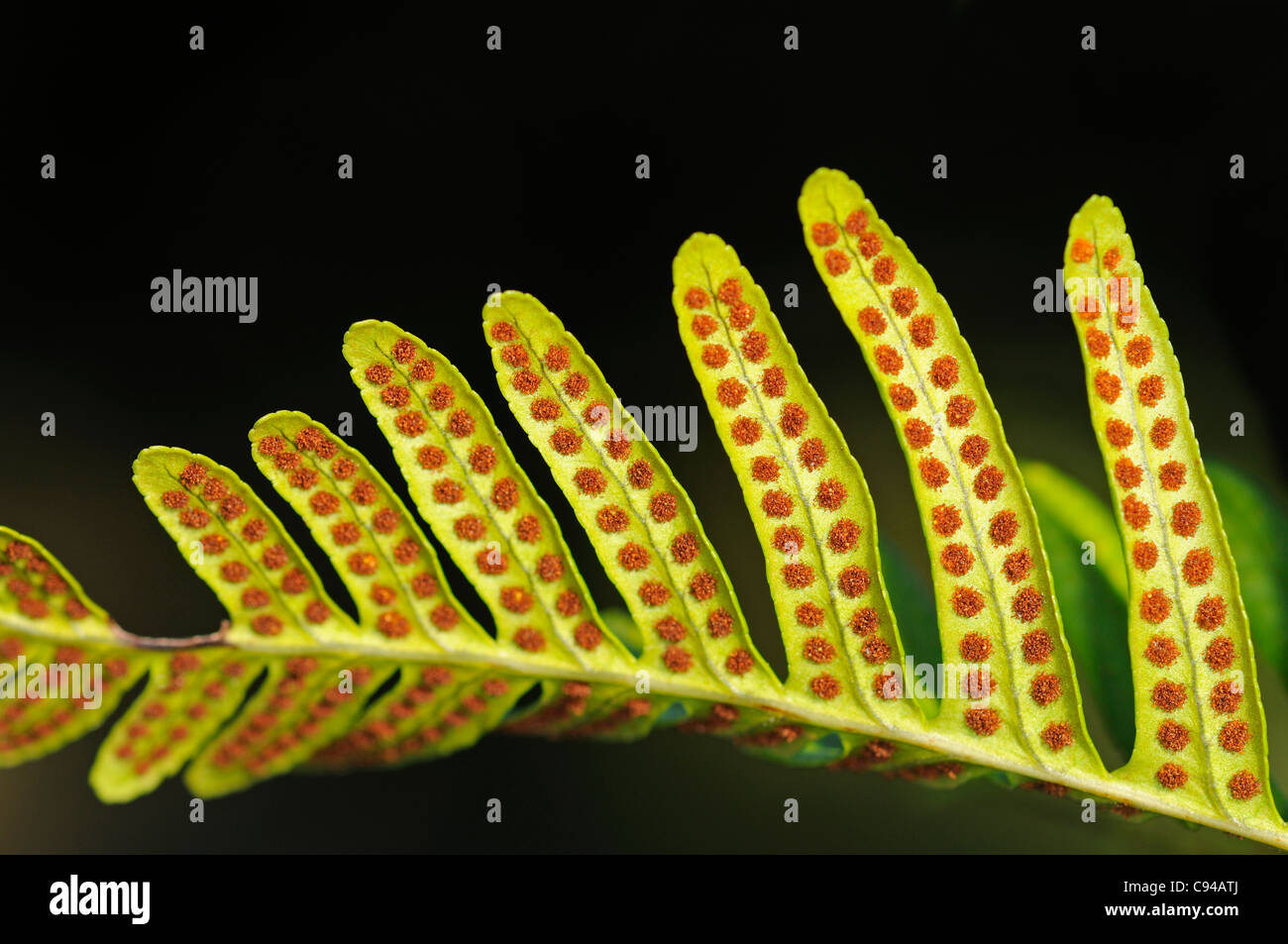 Sori on leaf underside of Common Polypody fern, Polypodium vulgare Stock Photo